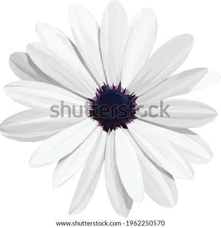 Geometric, low poly, illustration of an African Daisy. White flower petals with a purple blue flower center
