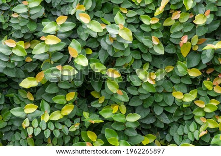 Daun Dolar Rambat, Dollar creepers (Ficus pumila) are a species of vines originating from the genus Ficus, these plants originating from East and Southeast Asia, such as China, Japan and Vietnam.