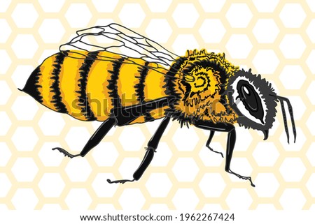Bee. Vector stock illustration. Hand drawing. Colored.Cartoon. Isolated on a background of honeycomb. For labels and packaging of honey products