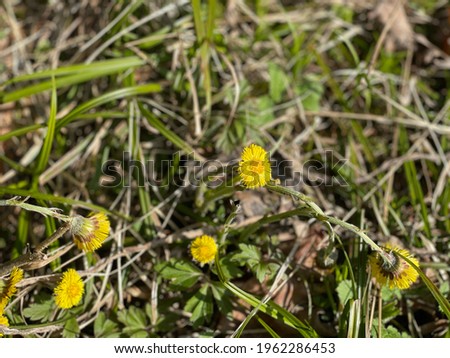 Yellow Blooms of coltsfoot in the forest among the blades of grass. Royalty-Free Stock Photo #1962286453