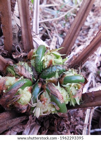 Young undeveloped shoots of ostrich fern (Matteuccia struthiopteris) in spring.