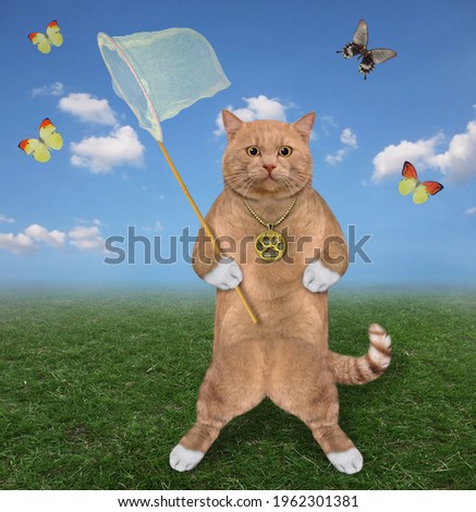A reddish cat with a butterfly net is catching butterflies in the meadow.