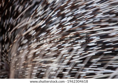 Close up photo of Indian crested Porcupine Hystrix indica quills 