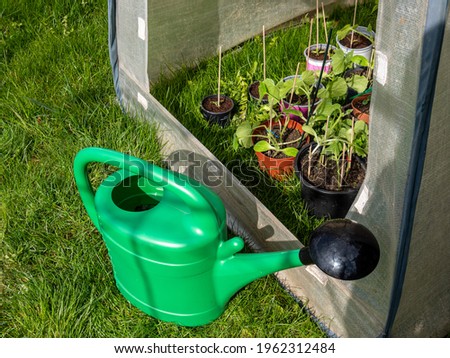 Cold frame stands with watering can in the garden Royalty-Free Stock Photo #1962312484