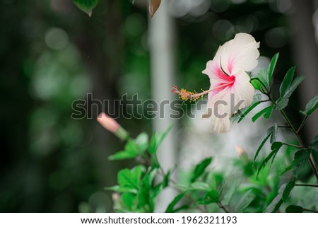 beautiful pink rose colored Chinese hibiscus Hawaiian in the garden 