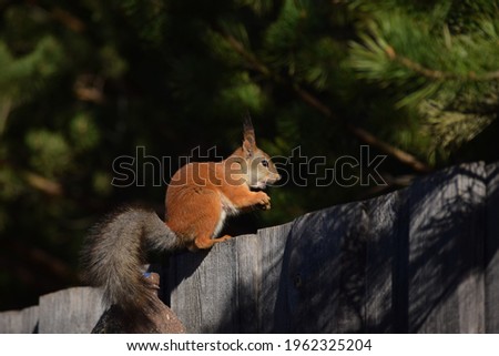 Red squirrel sits on the fence and pine branches