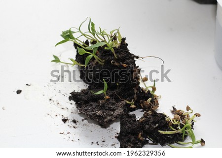Sprouted seedlings of peppers from seeds in the ground