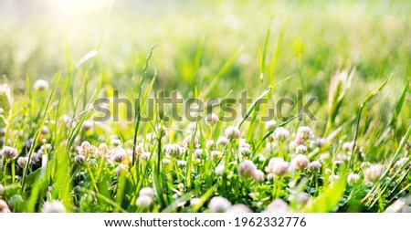 Spring or summer nature background with green grass and wildflowers