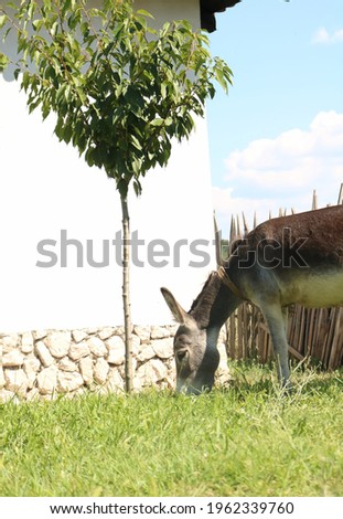 Beautiful donkey is enjoying and eating grass