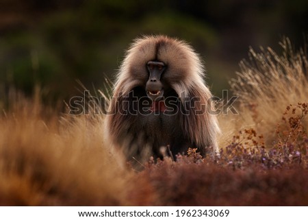 Gelada Baboon with open mouth with teeth. Simien mountains NP, gelada monkey, detail portrait, from Ethiopia. Cute animal from Africa. Cute endemic mammal in the nature habitat.