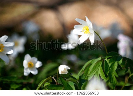 White flower anemone, shallow depth of field