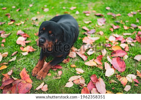 Sad rottweiler puppy lying among the fallen colorful autumn leaves in the garden and looking on camera, adorable watchdog with kind eyes relaxing outdoors. Amazing autumn landscape and cute dog on Royalty-Free Stock Photo #1962358351