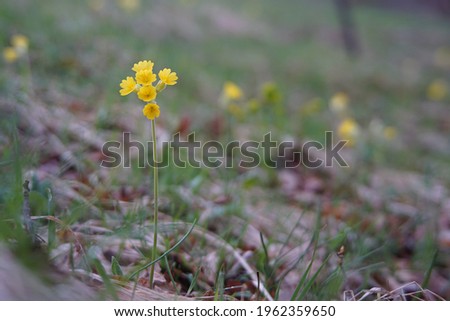 Yellow Country Garden Flower, spring banner. Primrose Primula Veris ( cowslip, common cowslip, cowslip primrose ), close up. 25.04.2021 :Europe, Bulgaria