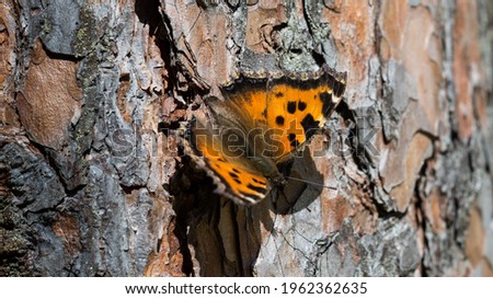 The Small Tortoiseshell (Aglais urticae) butterfly with spread, colorful orange wings with black spots sitting on pine tree bark.