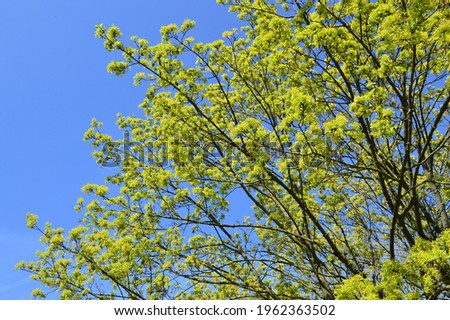 young and fresh green leaves in spring