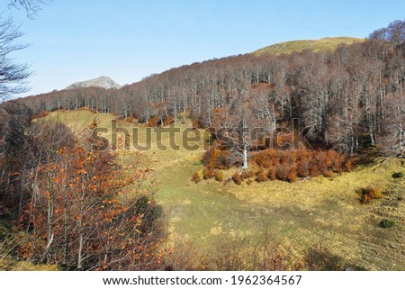 Gorgeous autumn beech forest in Gamueta forest, Aragonese pyrenees, Huesca province, Spain