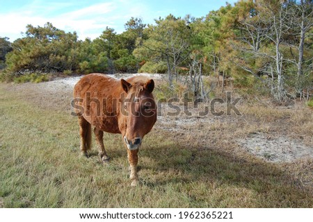 A wild horse roaming Assateague Island, in Worcester County, Maryland.