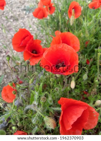Stylized pictures of red poppies and flowers in spring, background is blurry wine yards and blurry daisy flowers, pebble, grass, selective focus on one flower