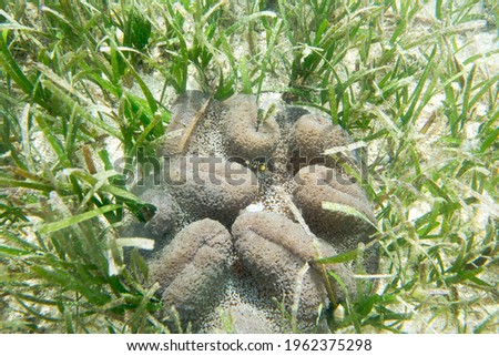 A close picture of a sand anemone in Togian islands, Indonesia