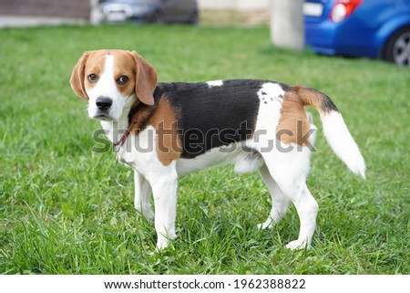 photo of a cute dog beagle in green grass outdoors on the park