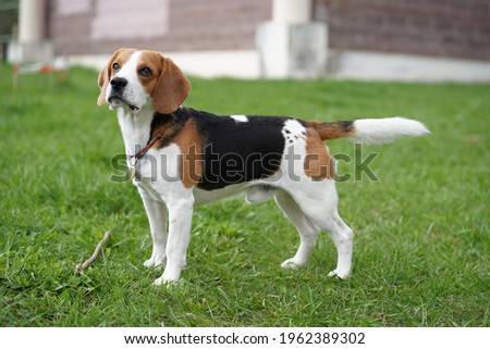 photo of a cute dog beagle in green grass outdoors on the park