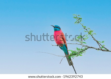 Richly coloured bright bird named southern carmine bee-eater of red and blue colors sitting on thin branch twig with green leaves against blue sky background. Image with copy space, horizontal