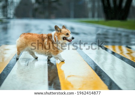 funny corgi dog puppy crossing the road at a pedestrian crossing on a rainy day and smiling