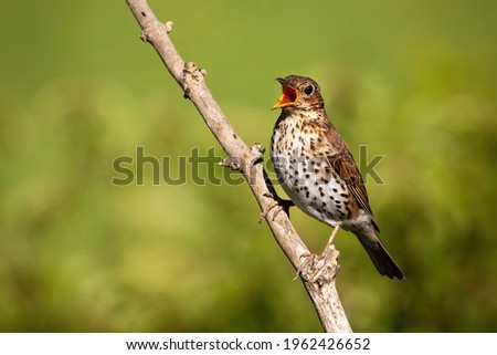 Song thrush singing on branch in sunlight with copy space Royalty-Free Stock Photo #1962426652