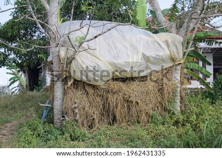 Sumenep Madura Indonesia April 2021, Dry Straw Pile