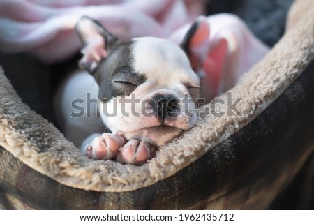 Sleeping Boston Terrier puppy in a pet bed. Her little head is resting on her paws. She looks very cosy and warm.