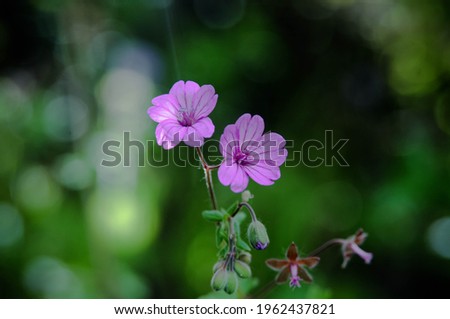 Images of flowers blossoming in spring 