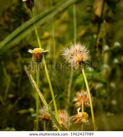 dandelion in the garden picture