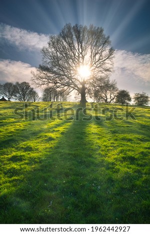 A Dramatic  image of a Oak Tree with the Sun Shining through the Branches. County Durham, England, UK. Royalty-Free Stock Photo #1962442927