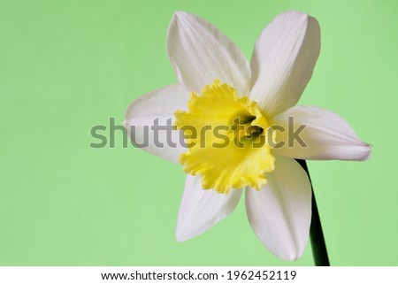 A beautiful  Daffodil flower isolated on a soft green background, selectively focused and photographed closely.