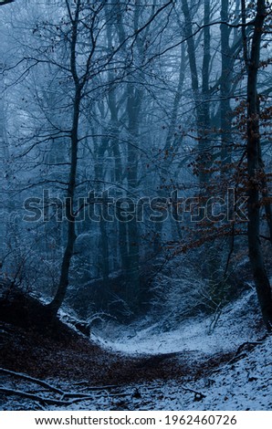 Forest in the fog in the winter