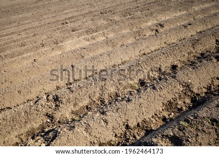 Row of soil mound, preparing soil for Agricultural field to grow plant.