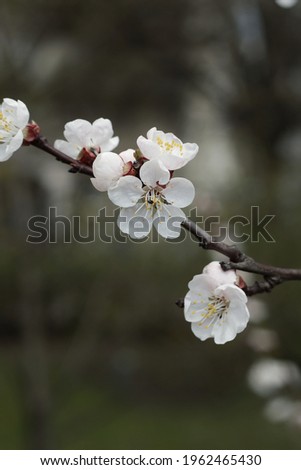  Trees blossom in spring Kaliningrad