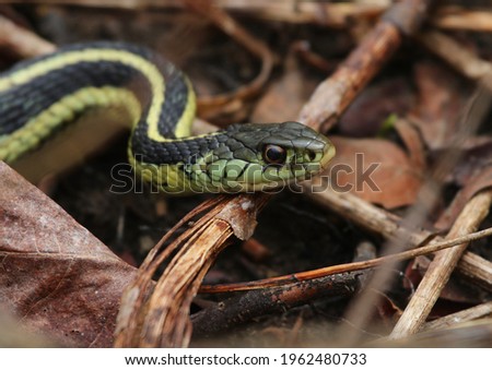 A profile shot of  an Eastern Garter Snake (Thamnophis sirtalis sirtalis).  Shot in Waterloo, Ontario, Canada. Royalty-Free Stock Photo #1962480733