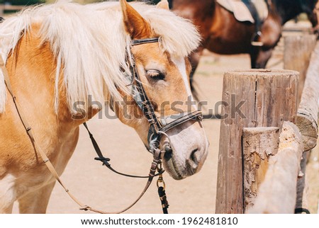 a beautiful brown horse with a white mane stands behind a fence on a ranch in the countryside and looks into the distance with his beautiful eyes 