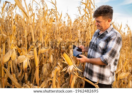 Man taking picture of corn in the field, checking quality, holding tablet