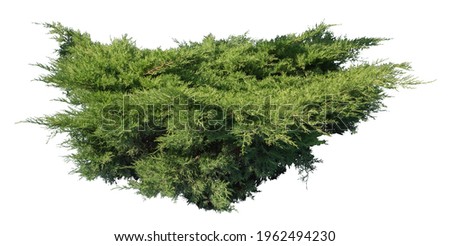 Juniper shrub, isolated plant on white background. Royalty-Free Stock Photo #1962494230