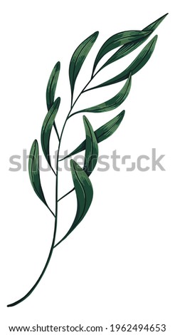 Green tropical tree branch. Hand drawn vector illustration. Colored realistic drawing of exotic plant leaves isolated on white. Single botanical clip art for design print, decor, wrap, card, sticker.