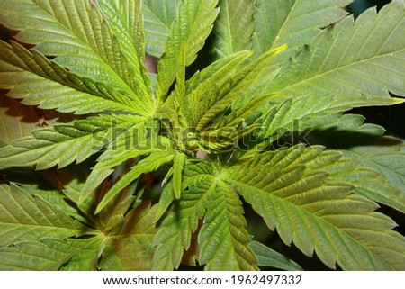 Marihuana plant close up Cannabis sativa family cannabaceae modern botanical background high quality prints medical super lemon haze kush