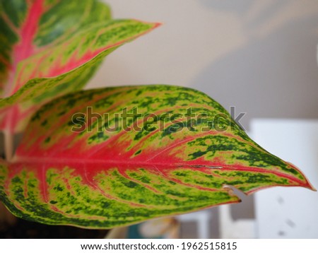 Selective focus the texture and pattern of Aglaonema leaf, a genus of flowering plants in the arum family, Araceae, known commonly as Chinese evergreens