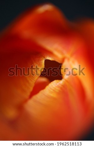 Tulip flower close up background family liliaceae botanical modern high quality big size stock photography prints