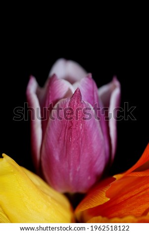 Tulip flower close up background family liliaceae botanical modern high quality big size stock photography prints