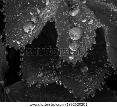 Black and White image of dew droplets on a Lady's Mantle Plant. 
