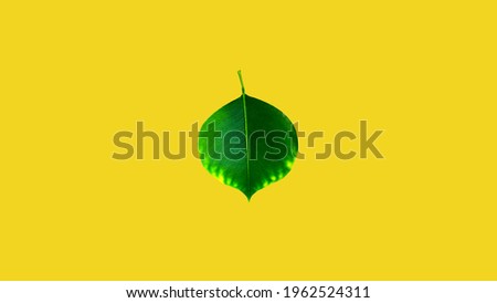 A dark green leaf isolated on center of yellow background.