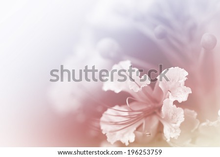beautiful flowers made with color filters abstract