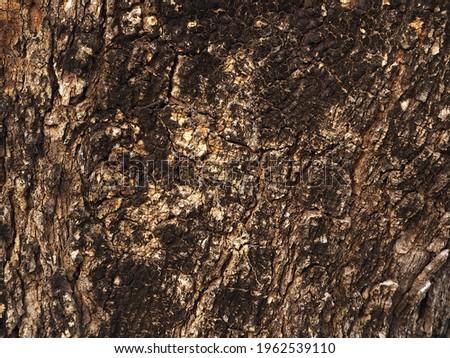 Brown tamarind tree texture for background image